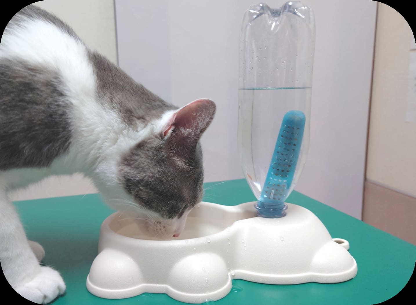<div class='lum-box'><h4 class='fontColor_blue lum-font-size'>Good Health Water</h4>
         </div>
         <div class='lum-font-cnt'>"Good Health Water" is a soft water device designed with pets' health in mind. Utilizing ceramic technology, it adjusts water hardness to provide easily drinkable water that supports digestion and overall health. With pet-friendly water quality, it promotes well-being and sustainability through eco-friendly materials. Easy to install and use, it’s the perfect choice for pet lovers.</div>