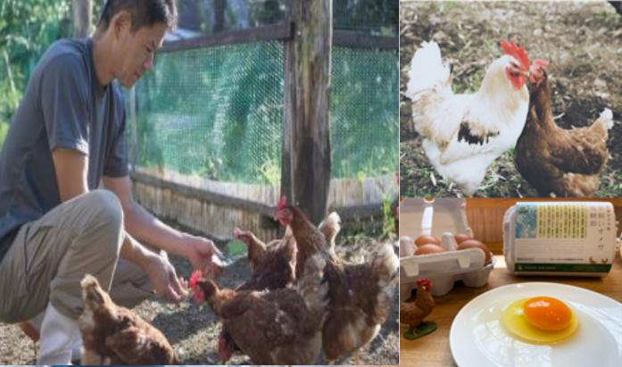 <div class='lum-box'><h4 class='fontColor_blue lum-font-size'>Free-range Omega fertilized eggs</h4>
         </div>
         <div class='lum-font-cnt'>We believe that feeding our chickens with earth-friendly feed and raising them in a stress-free growing environment will help us look towards a more sustainable future. We want to provide them with earth-friendly, tasty and safe food, because they eat it every day. Every day, we seriously deal with our chickens, aiming for a ‘chain of health’ and valuing ‘food’.</div>