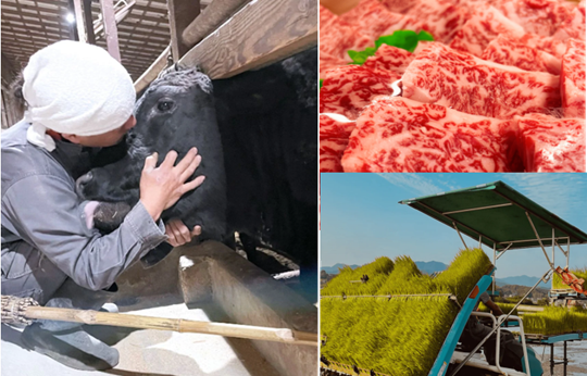 <div class='lum-box'><h4 class='fontColor_blue lum-font-size'>KIKUCHI　GENGO　BEEF</h4></div>
        	 	<div class='lum-font-cnt'>The cattle are raised by the blessings of nature, using a recycling-oriented livestock farming system that has been handed down in the region since ancient times. The meat has been changed to bring out the effects of omega-3 fatty acids by mixing the feed with linseed, with a view to those who are not fond of beef fat.
Our philosophy is ‘Take care of me, take care of you, and make the future of the earth smile’.</div>