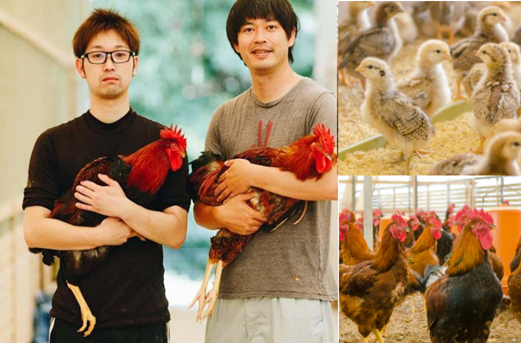 <div class='lum-box'><h4 class='fontColor_blue lum-font-size'>AMAKUSA DAIO</h4></div>
        		 <div class='lum-font-cnt'>The Amakusa Daioh is a highly regarded, ‘phantom’, locally raised chicken from Amakusa, which has been restored after more than half a century since its former extinction. In the rich nature of Amakusa, the hometown of the Amakusa chicken, we raise Amakusa Daioh in a relaxed manner. We raise a small number of chickens that are attentive and healthy and resistant to disease without relying on drugs. Safe and secure chicken meat.</div>