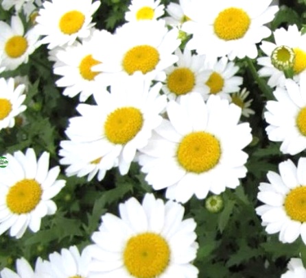 <div class='lum-box'><h4 class='fontColor_blue lum-font-size'>菊の花エキス</h4></div><div class='lum-font-cnt'>「尿酸値」「抗アレルギー」機能性表示食品対応素材（一部PRISMA2020に対応）。
弊社製品の中で、採用実績No.1の痛風予防素材です。
尿酸合成酵素を阻害することで尿酸値を下げる効果、および花粉、ホコリ、ハウスダストなどの目の不快症状を軽減します。
体感性の高い、リピートの多い人気製品です。</div>