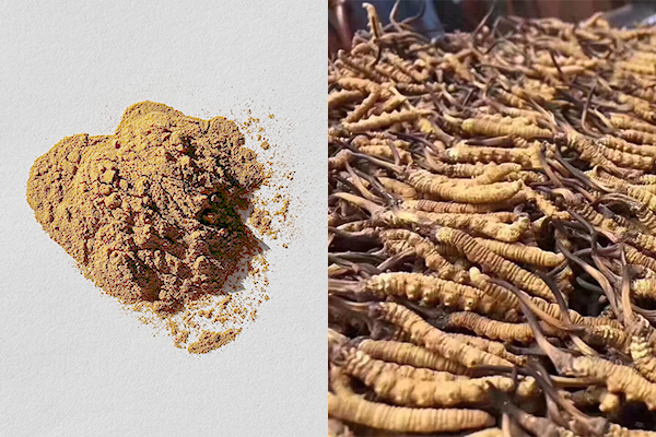 <div class='lum-box'><h4 class='fontColor_blue lum-font-size'>Cordyceps sinensis Mycelium extract</h4></div>
        	 <div class='lum-font-cnt'></div>