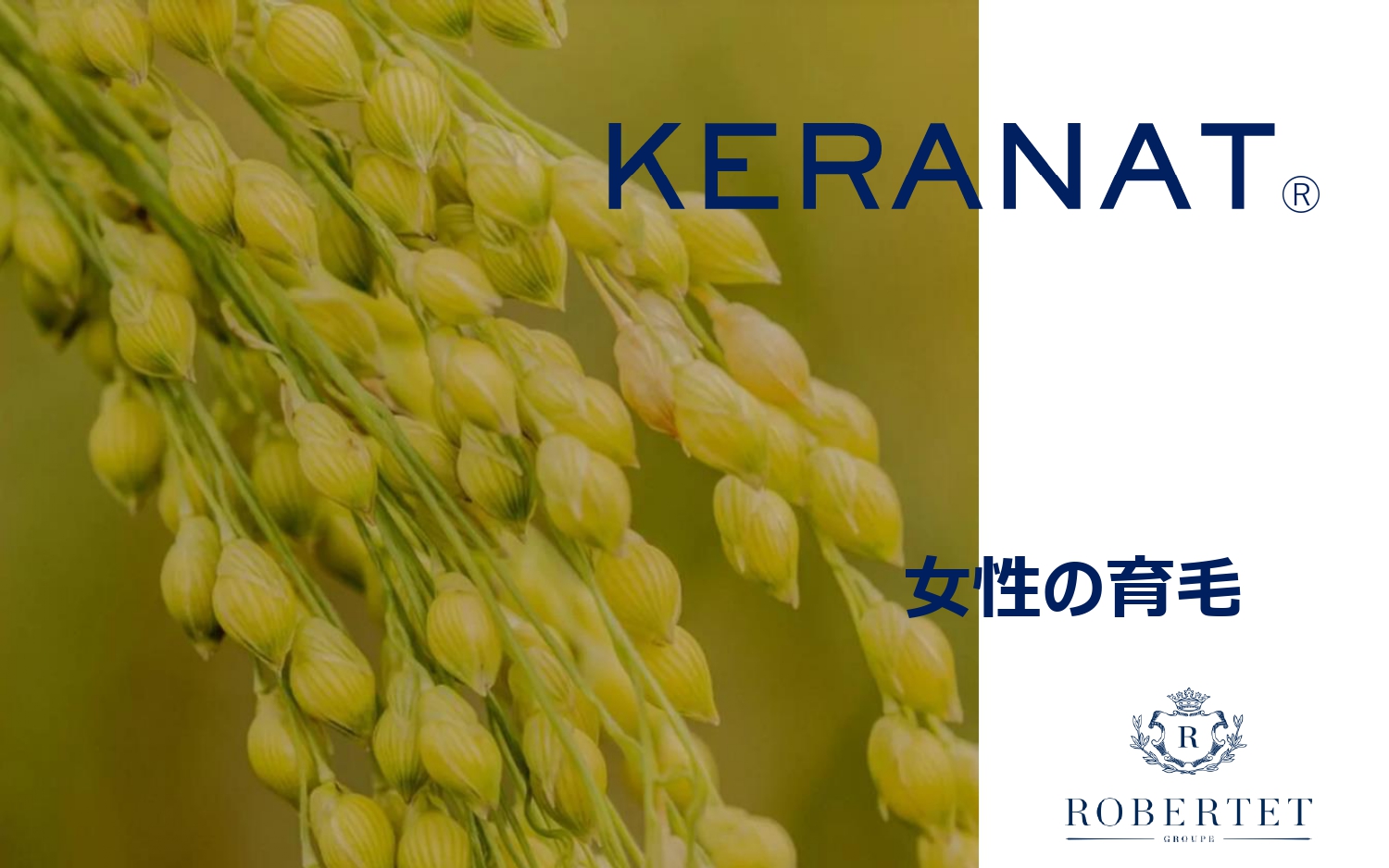 <div class='lum-box'><h4 class='fontColor_blue lum-font-size'>KERANAT®　（ケラナット）</h4></div><div class='lum-font-cnt'>・キビの種子から抽出したオイル＋小麦グルテンから抽出したオイル　・毛球内で細胞増殖を増加させる　・成長因子IGF1の排出を高める　・コラーゲンの厚みを高める　・抜け毛を減少　・髪の状態を改善</div>