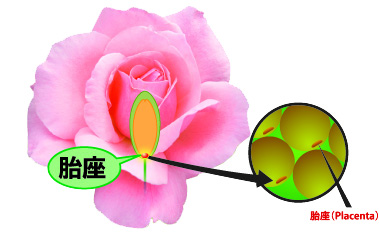 <div class='lum-box'><h4 class='fontColor_blue lum-font-size'>Rose Placenta</h4>
         </div>
         <div class='lum-font-cnt'>The world's first rose placenta extracted from roses.
An anti-aging ingredient with antioxidant effects, EGF-boosting properties, and collagen synthesis promotion.</div>