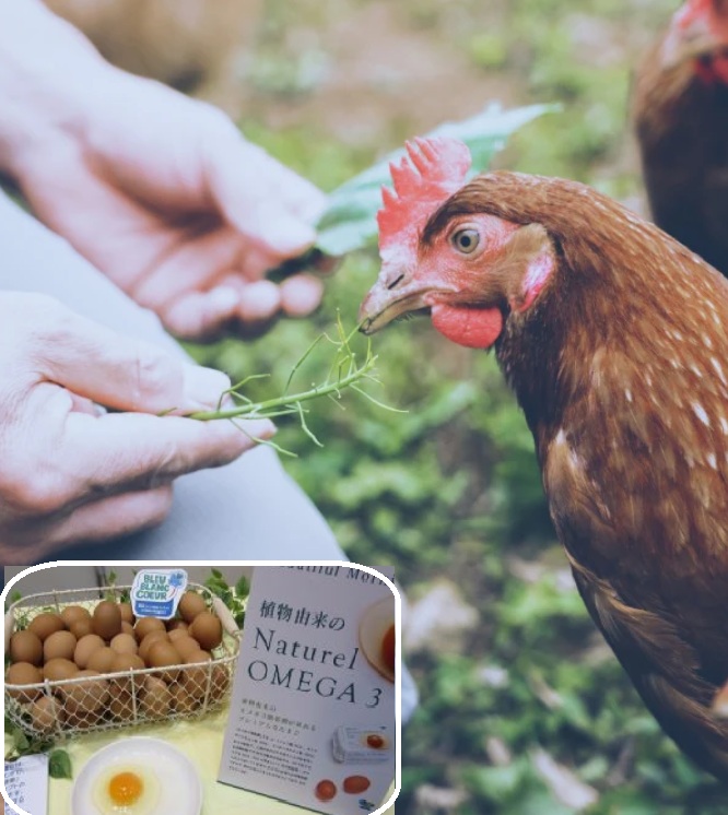 <div class='lum-box'><h4 class='fontColor_blue lum-font-size'>Free-range Omega fertilized eggs</h4>
         </div>
         <div class='lum-font-cnt'>Raising healthy chickens. Healthy chickens produce healthy eggs. Omega 3 Natural Eggs were born from this idea. We feed our chickens flaxseed feed, which is rich in the essential fatty acid omega 3, and we raise our chickens free-range, without putting them in cages, allowing them to roam freely within the chicken coop.</div>