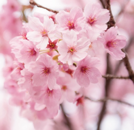 <div class='lum-box'><h4 class='fontColor_blue lum-font-size'>さくら乳酸菌®</h4></div><div class='lum-font-cnt'>シダレ桜から発見した初めての乳酸菌。整腸作用はもちろん、美容や免疫、フェムケア作用のデータも取得しています。
ナノ化処理により優れた吸収性と分散性を実現しており、さまざまなアプリケーションにご使用いただけます。
桜のイメージとともに、上市以降、お客様に高いご評価を頂いている製品です。</div>