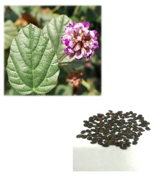 <div class='lum-box'><h4 class='fontColor_blue lum-font-size'>フィトレチノール®’(オランダビユ果実油)</h4></div><div class='lum-font-cnt'>オランダビユの果実から抽出した、食べる抗シワ素材です。
バクチオールを規格化しており、高いシワ改善作用の反面、皮膚の光毒性成分がないため、レチノールに代わる成分として注目されています。
アーユルヴェータや漢方でも用いられており、シワやたるみ防止におすすめの製品です。</div>